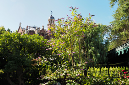 「ホーンテッドマンション」付近に咲くブッドレアの画像１