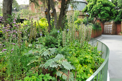 「ホーンテッドマンション」付近に咲くルリタマアザミの画像１