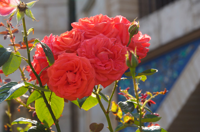 キャラバンカルーセル付近に咲くバラ“スーパースター”の画像２