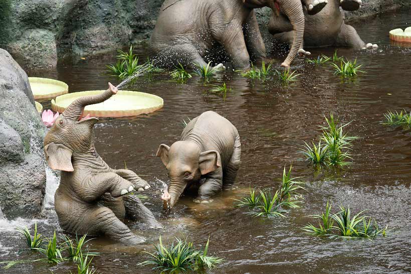 公式 時間や季節によって変わる 東京ディズニーリゾートのいろんな表情 アドベンチャーランド編 東京ディズニーリゾート ブログ 東京ディズニーリゾート