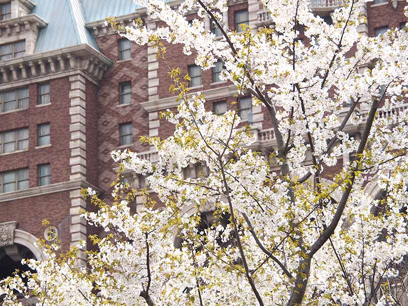 公式 ひと足先に春気分 パークのグッズに桜咲く 東京ディズニーリゾート ブログ 東京ディズニーリゾート