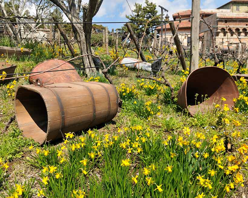 公式 花と緑の散策 東京ディズニーリゾート ブログ 東京ディズニーリゾート